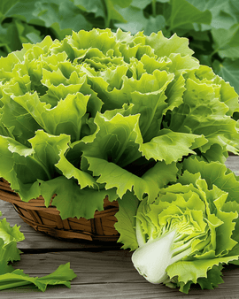 Endiviefrø Nuance Cichorium endivia ettårig sort