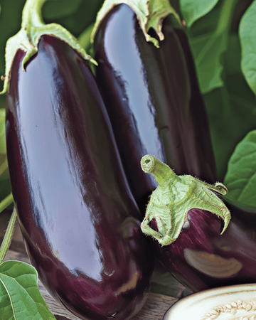Aubergine Violetta Lunga 2 frø (Solanum melongena) – etårig grøntsag