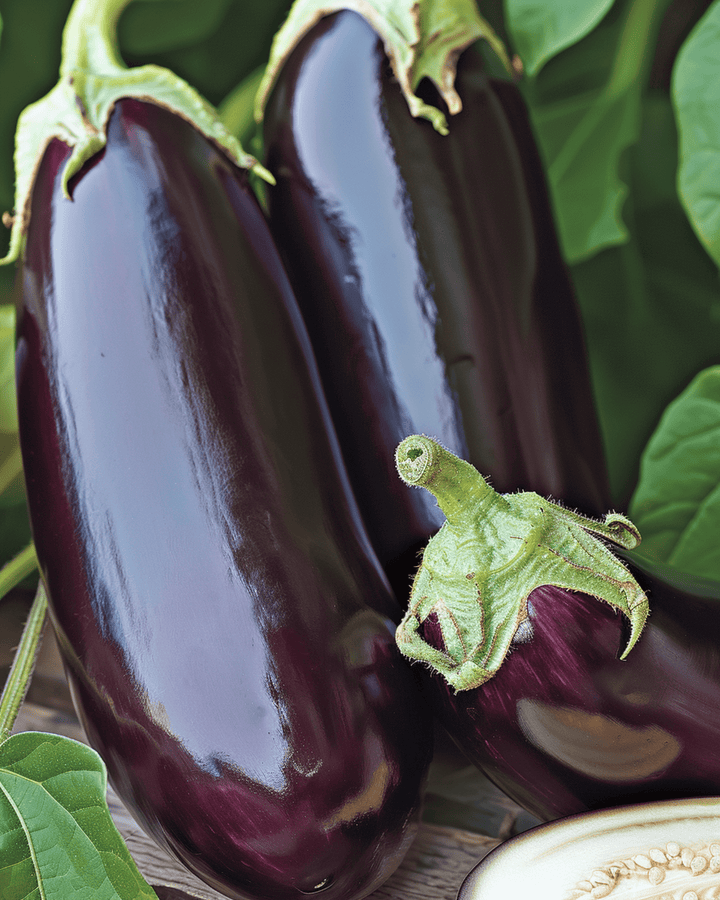 Aubergine Violetta Lunga 2 frø (Solanum melongena) – etårig grøntsag