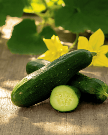 Agurk Hokus frø (Cucumis sativus) – etårig grønsag