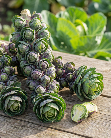 Sprouts Garden Mix F1 (Brassica oleracea) – enårige blomsterfrø fra SeedsChoice