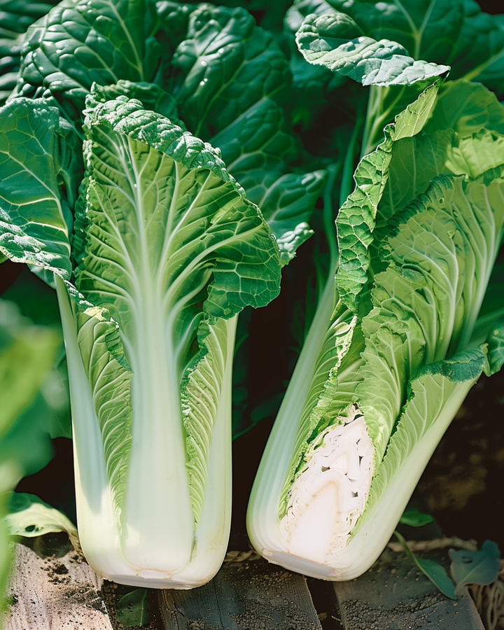 Kinakål Granaat Michihli frø (Brassica pekinensis) – etårig grøntsag