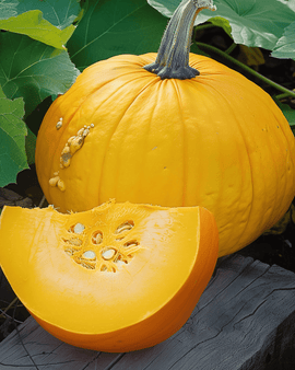 Pumpkin Seeds Cucurbita Maxima Yellow Annual Variety