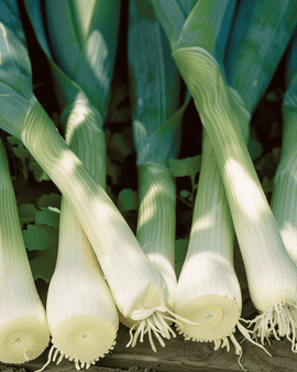 Leek Seeds Zwitserse Reuzen Allium Porrum Annual