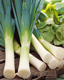Leek Seeds Bluegreen Winter Hiverbleu Allium Porrum Annual Cold Hardy