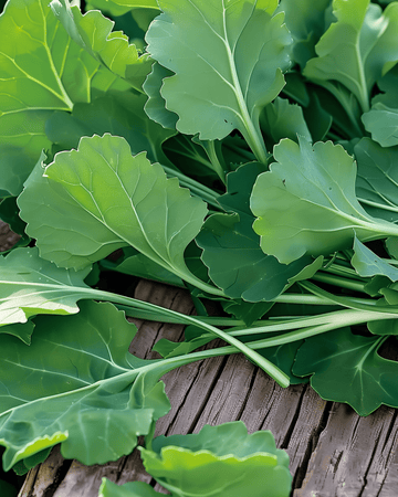 Bladmoesfrø (Brassica rapa) – etårig grøntsag