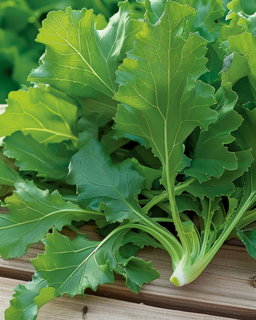 Bladgrønt Namenia frø (Brassica rapa) – etårig grøntsag