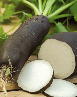 Vinterradise frø Noir Long Poids D Horloge Raphanus Sativus etårig