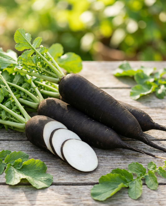 Vinterradise Noir Long Poids D Horloge (Raphanus sativus) – etårige grøntsagsfrø fra SeedsChoice