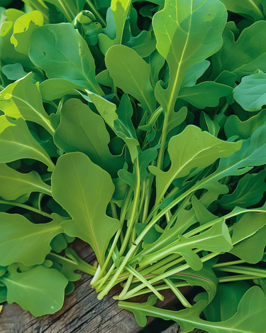 Raketsalatfrø (Eruca sativa) – enårig grøntsag