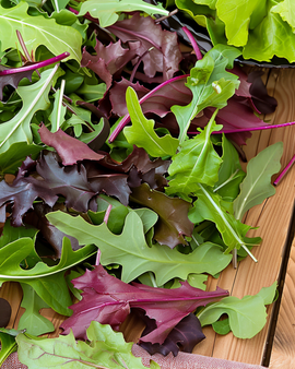 Babyleaf salatfrø Lactuca Sativa etårig blanding