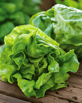 Little Gem salatfrø Lactuca sativa – enårig sort
