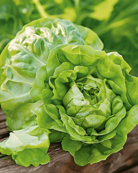 Salatfrø May Queen Lactuca sativa etårig