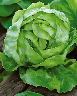 Salat Hilde Ii frø Lactuca sativa ettårig