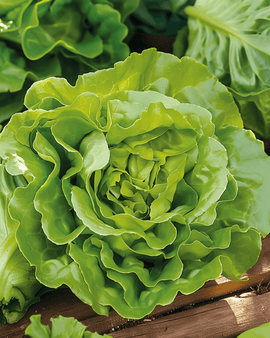 Salatsfrø Neckarreuzen Summer Diamond Lactuca Sativa ettårig