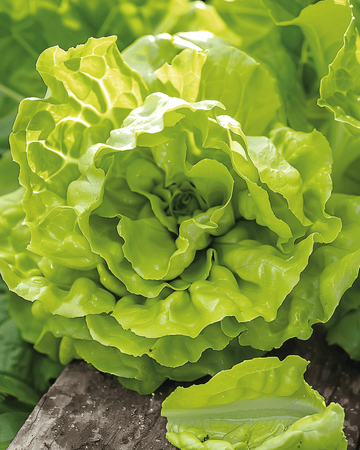 Smørhovedsalat Grosse Blonde Paresseuse-frø (Lactuca sativa) – enårig grøntsag