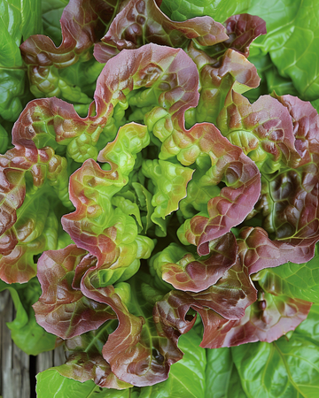 Salatfrø Merveille Des Quatre Saisons (Lactuca sativa) – etårig grønsag