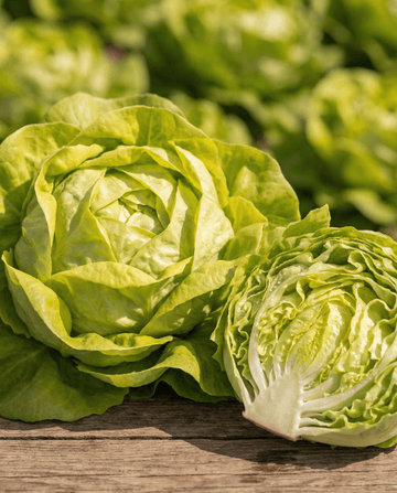 Salat Appia Butterhead (Lactuca sativa) – etårige grøntsagsfrø fra SeedsChoice