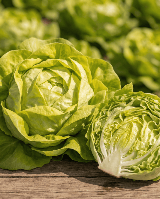 Salat Appia Butterhead (Lactuca sativa) – etårige grøntsagsfrø fra SeedsChoice