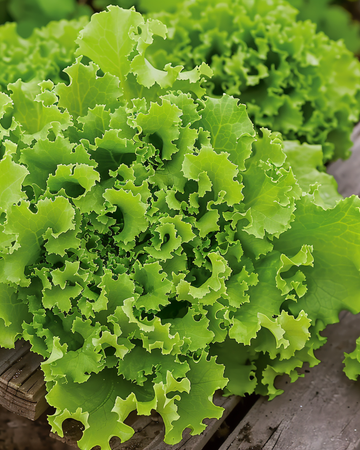 Lollo Bionda salatsfrø (Lactuca sativa) – enårigt grøntsag