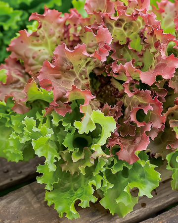 Lollo Rossa salatsfrø (Lactuca sativa) – enårigt grøntsag