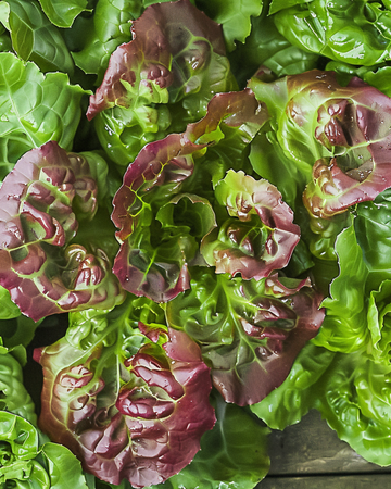Pluksalat Amerikaanse Roodrand frø (Lactuca sativa) – etårig grøntsag