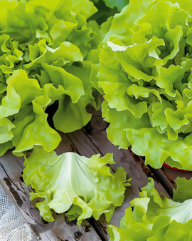 Bladlettuce frø Lactuca Sativa ettårigt Australische Gele