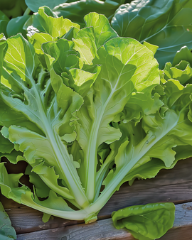 Leaf Lettuce Seeds Witte Dunsel Lactuca Sativa Annual