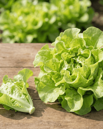 Bladlettuce Witte Dunsel (Lactuca sativa) – frø til ettårige grøntsager fra SeedsChoice