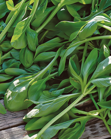 Feldsalat Grote Noordhollandse frø (Valerianella locusta) – etårig grønsag