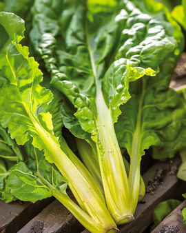 Swiss Chard Seeds Lucullus Beta Vulgaris Annual Variety