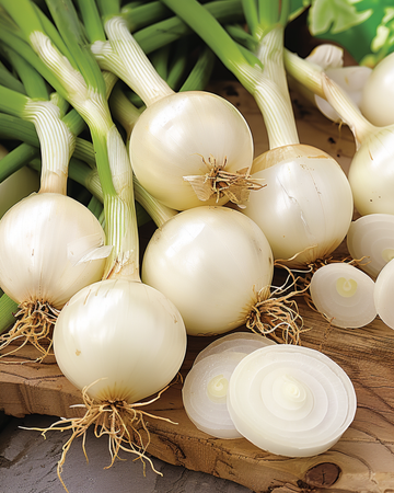 Syltningsløg frø (Allium cepa) – etårig grøntsag