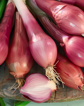 Løg Rossa Lunga Di Firenze frø Allium Cepa etårig