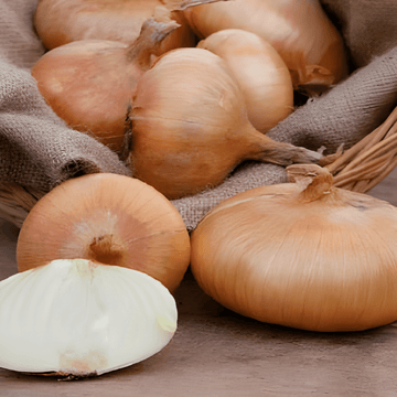 Løg Rossa Lunga Di Firenze italiensk rød frø (Allium cepa) – etårig grøntsag