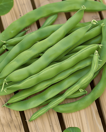 Buskbønne Admires frø (Phaseolus vulgaris) – etårig grøntsag