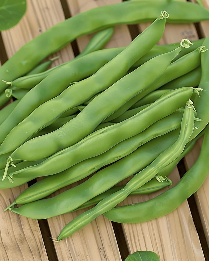 Buskbønne Admires frø (Phaseolus vulgaris) – etårig grøntsag