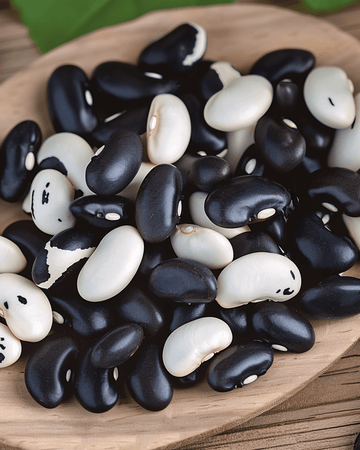 Buskbønnefrø Yin Yang tørbønne (Phaseolus vulgaris) – etårig grøntsag