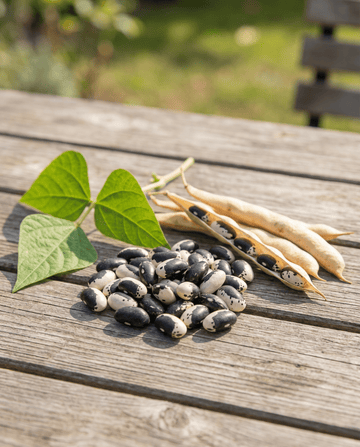 Buskbønner Yin Yang tørbønne (Phaseolus vulgaris) – etårige grøntsagsfrø fra SeedsChoice