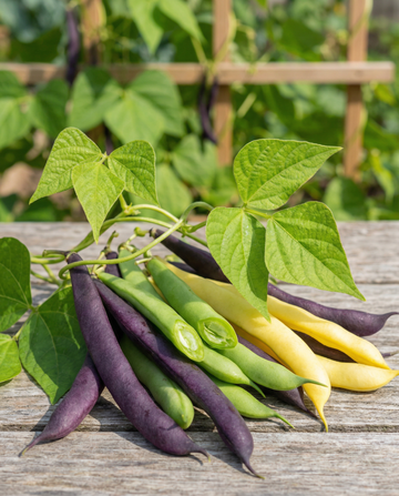 Stangbønne Three Color Mix (Phaseolus vulgaris) – etårigt grøntsagsfrø fra SeedsChoice