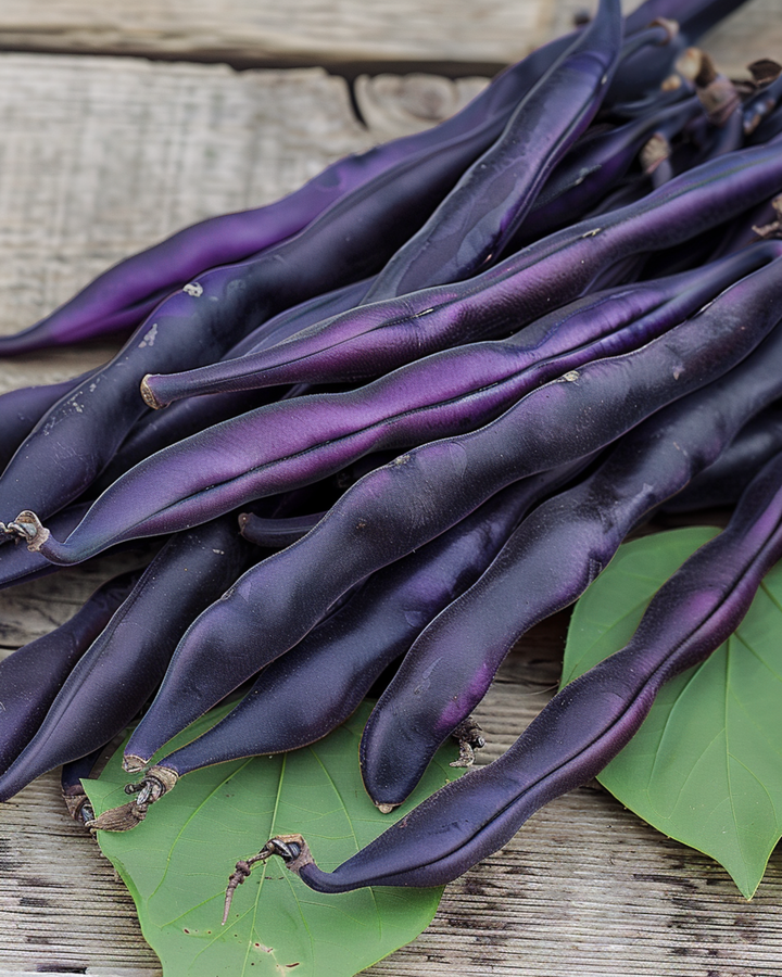 Stangbønnefrø Blauhilde (Phaseolus vulgaris) – etårig grøntsag