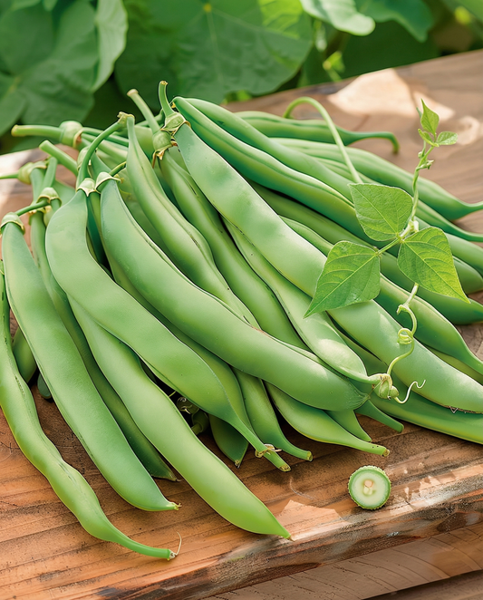 Klatrende bønne Westlandse Dubbele (Phaseolus vulgaris) – frø til enårig klatrer fra SeedsChoice