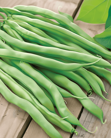 Buskbønner Delinel frø (Phaseolus vulgaris) – etårigt grønsag