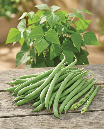 Buskbønner Delinel (Phaseolus vulgaris) – frø til etårigt grønsag fra SeedsChoice