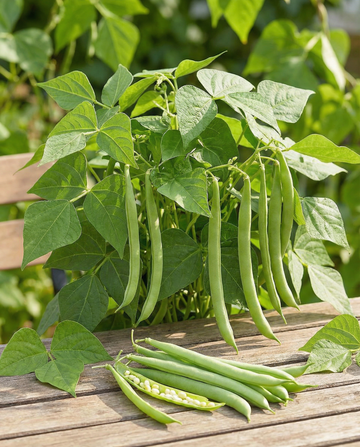 Buskbønne Argus (Phaseolus vulgaris) – frø til etårige grøntsager fra SeedsChoice