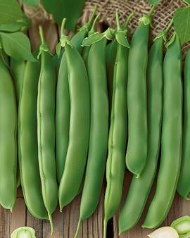 Buskbønner Prelude frø Phaseolus vulgaris etårig