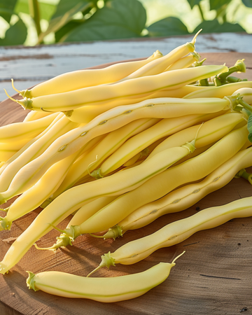 Buskbønner Gondola frø (Phaseolus vulgaris) – etårigt grønsag
