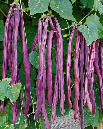 Frø til lang asparagusøbønne med lilla bælg (Vigna sesquipedalis) – etårig grøntsag