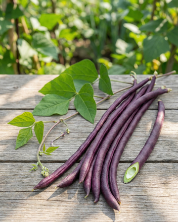 Long Yard Bean Purple Pod (Vigna sesquipedalis) – enårigt grøntsagssfrø fra SeedsChoice