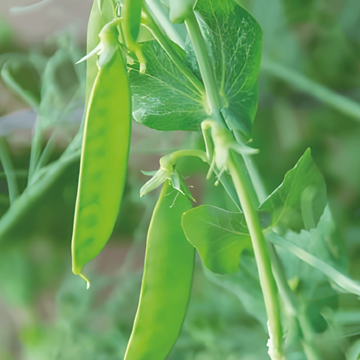 Sukkerærtefrø De Grace (Pisum sativum) – etårig grøntsag