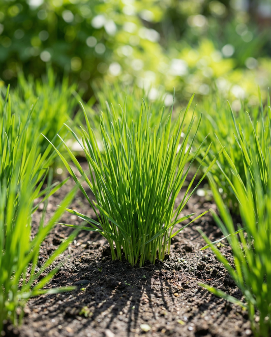 Kattegræs byg (Hordeum vulgare) – frø til enårig græs fra SeedsChoice